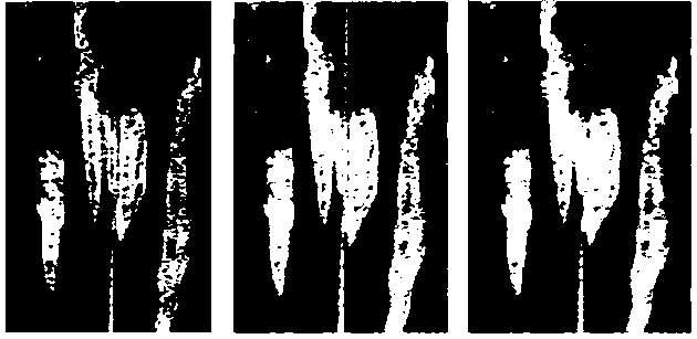 Construction method of maize leaf disease and pest detection model based on image recognition and application