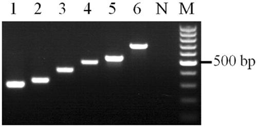 A multiplex PCR kit for detecting pathogens of bacterial meningitis