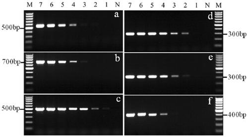 A multiplex PCR kit for detecting pathogens of bacterial meningitis