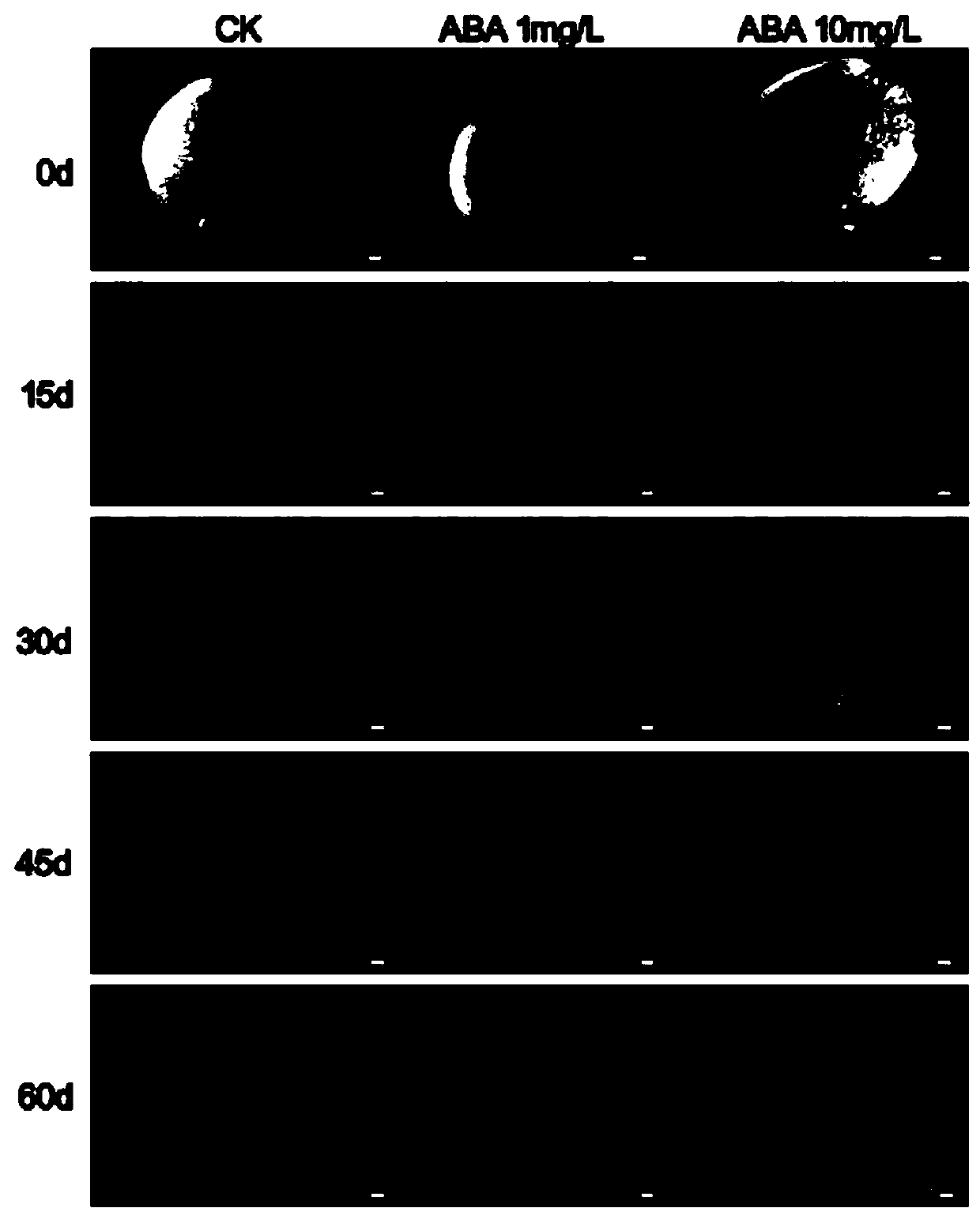 Hormone treatment method for prolonging after-ripening stage of pseudo-ginseng seeds