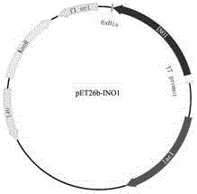 Method for preparing inositol through enzymic catalysis and inositol