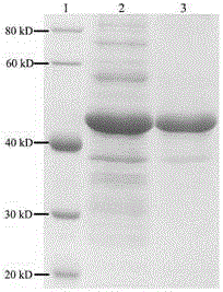 Method for preparing inositol through enzymic catalysis and inositol