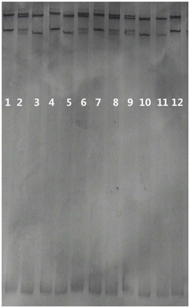 Specific primers and typing method of class II MHC (major histocompatibility complex) genes for antibacterial potential detection of alligator sinensis