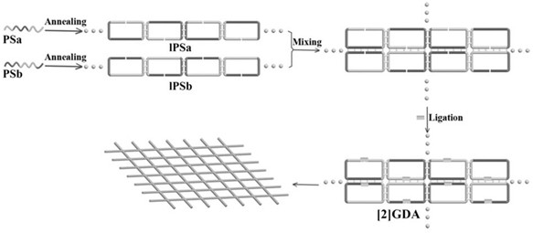 Preparation method of [2]-reticular catenane DNA monolayer array, and application of [2]-reticular catenane DNA monolayer array