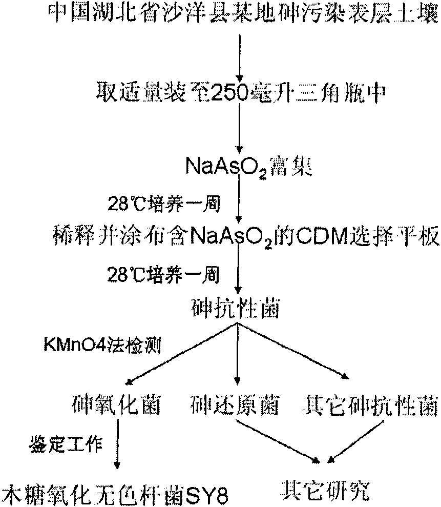 Xylose oxidation achromatous bacillus SY8 for purifying arsenic contamination and usage thereof