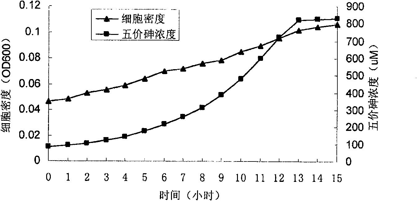 Xylose oxidation achromatous bacillus SY8 for purifying arsenic contamination and usage thereof