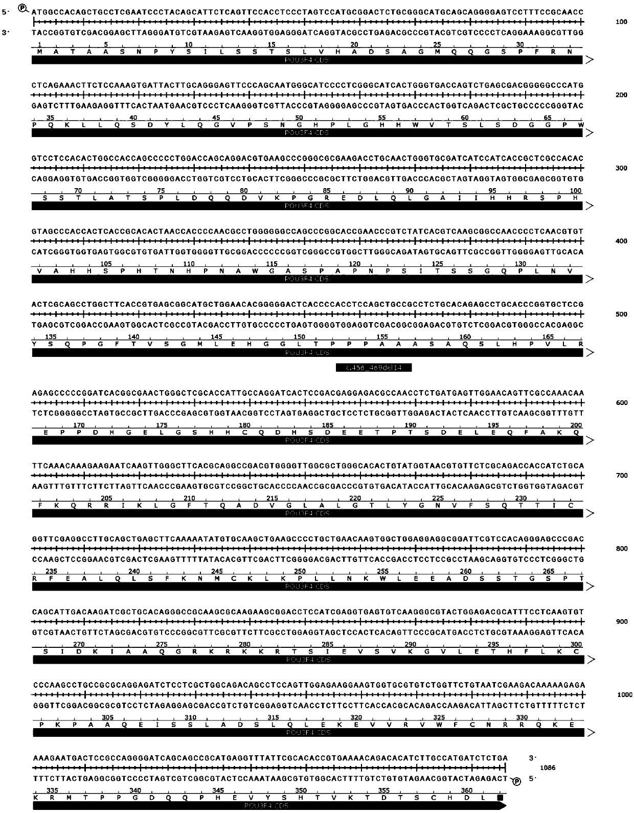 Kit for detecting mutation of pathogenic gene POU3F4 of inner-ear malformation/incomplete separation type-III cochlear malformation