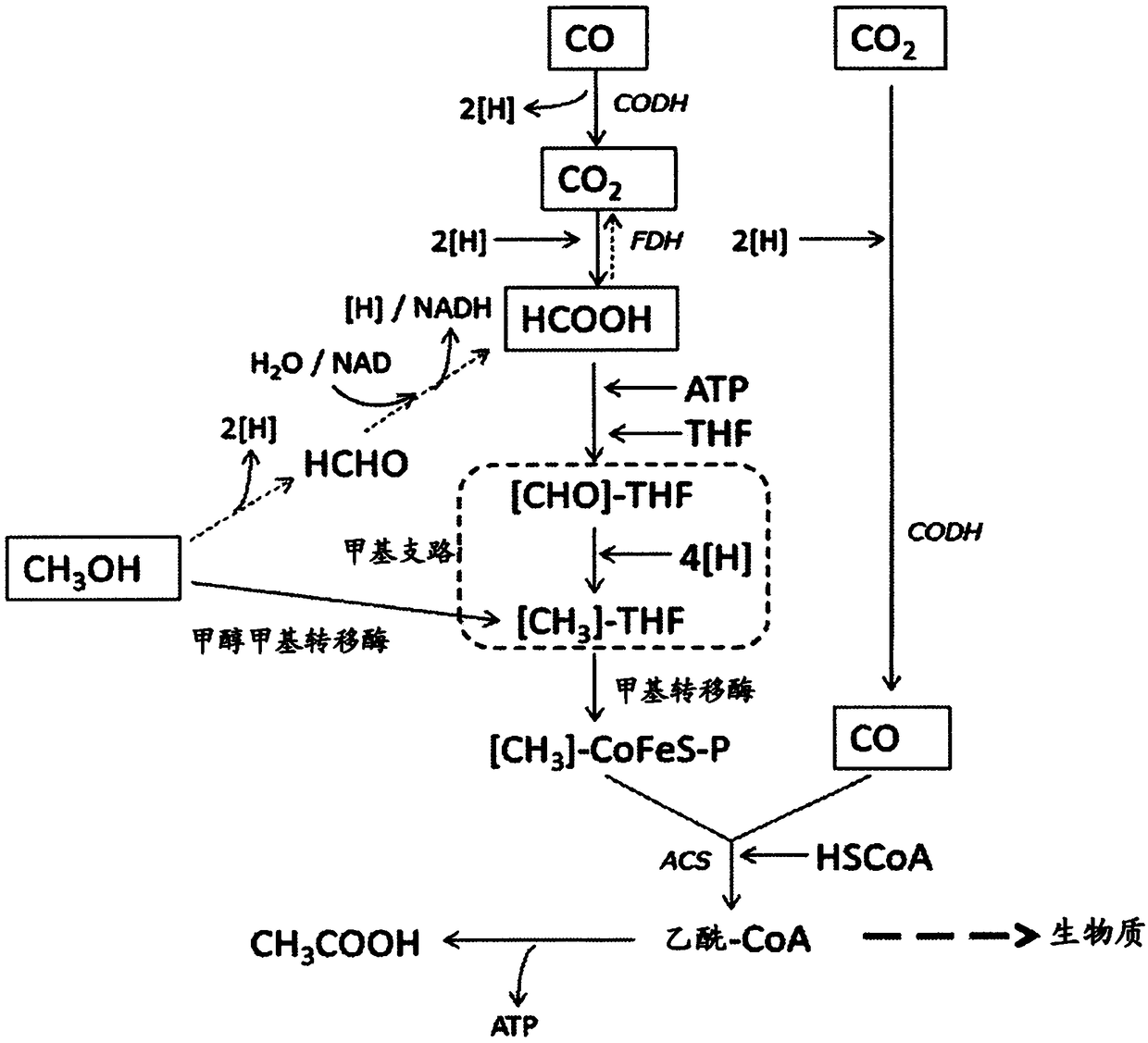 Recombinant cells, method for producing recombinant cells, and method for producing 1,4-butanediol