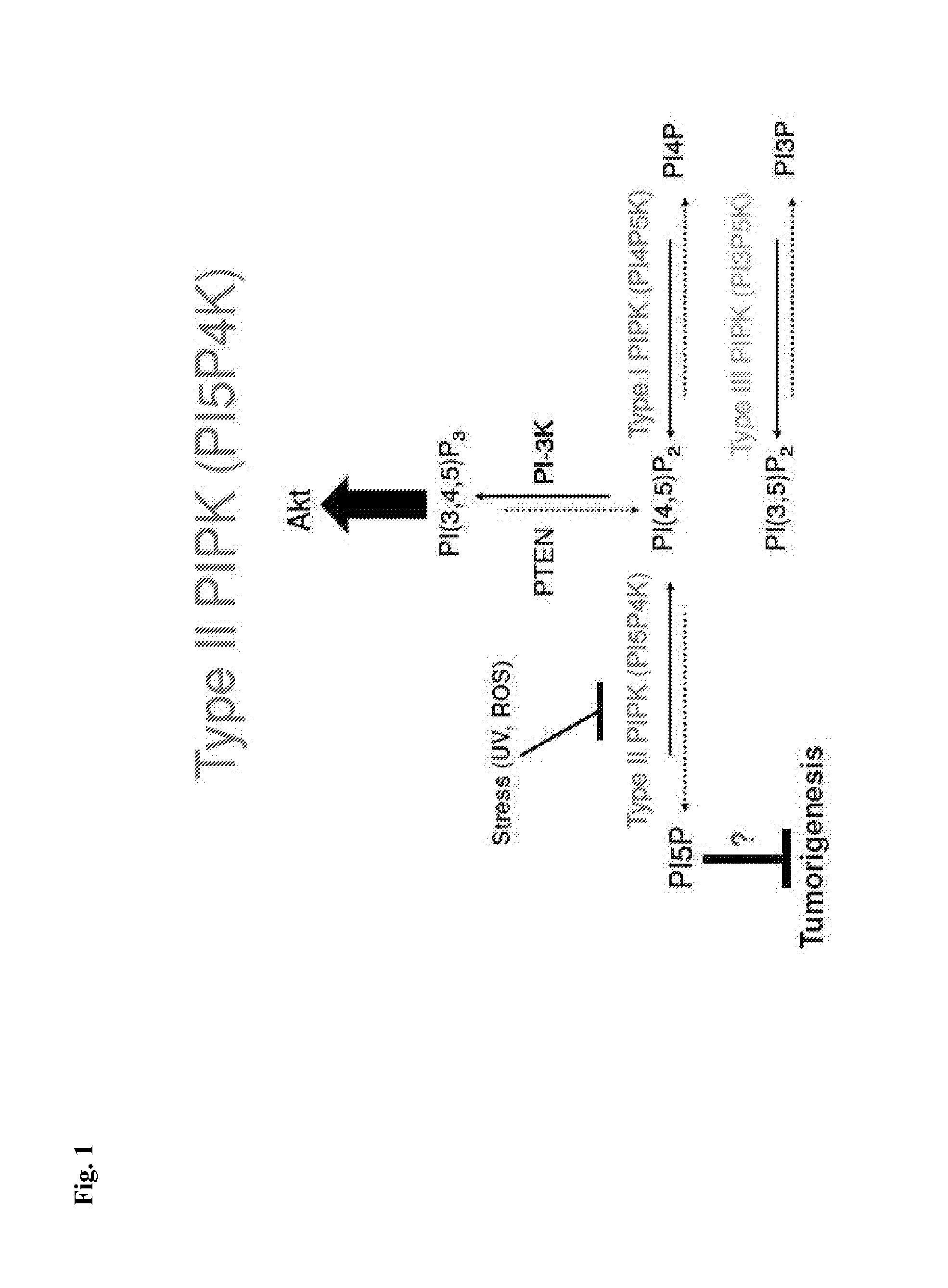 Modulation of phosphatidylinositol-5-phosphate-4-kinase activity