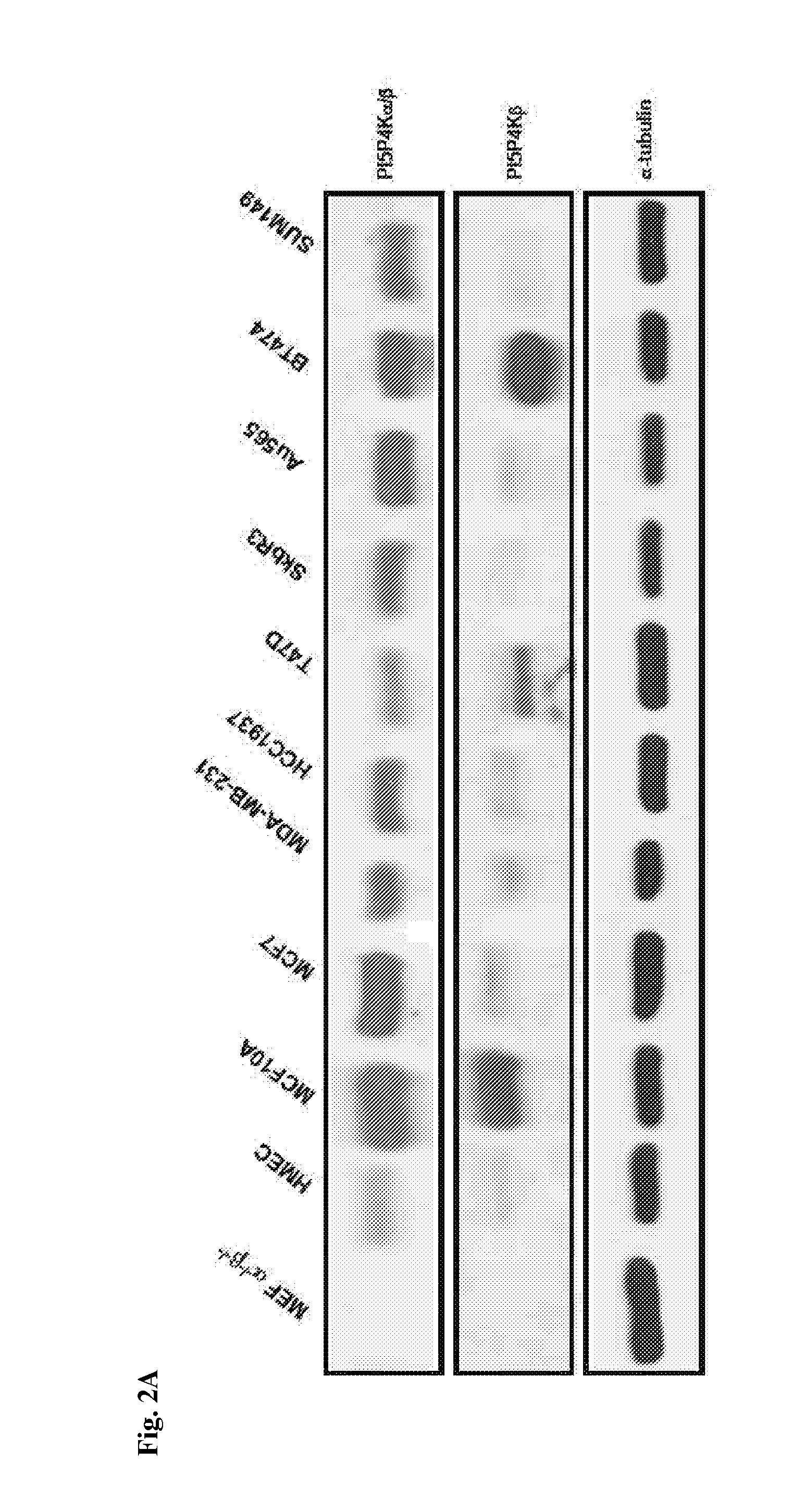 Modulation of phosphatidylinositol-5-phosphate-4-kinase activity