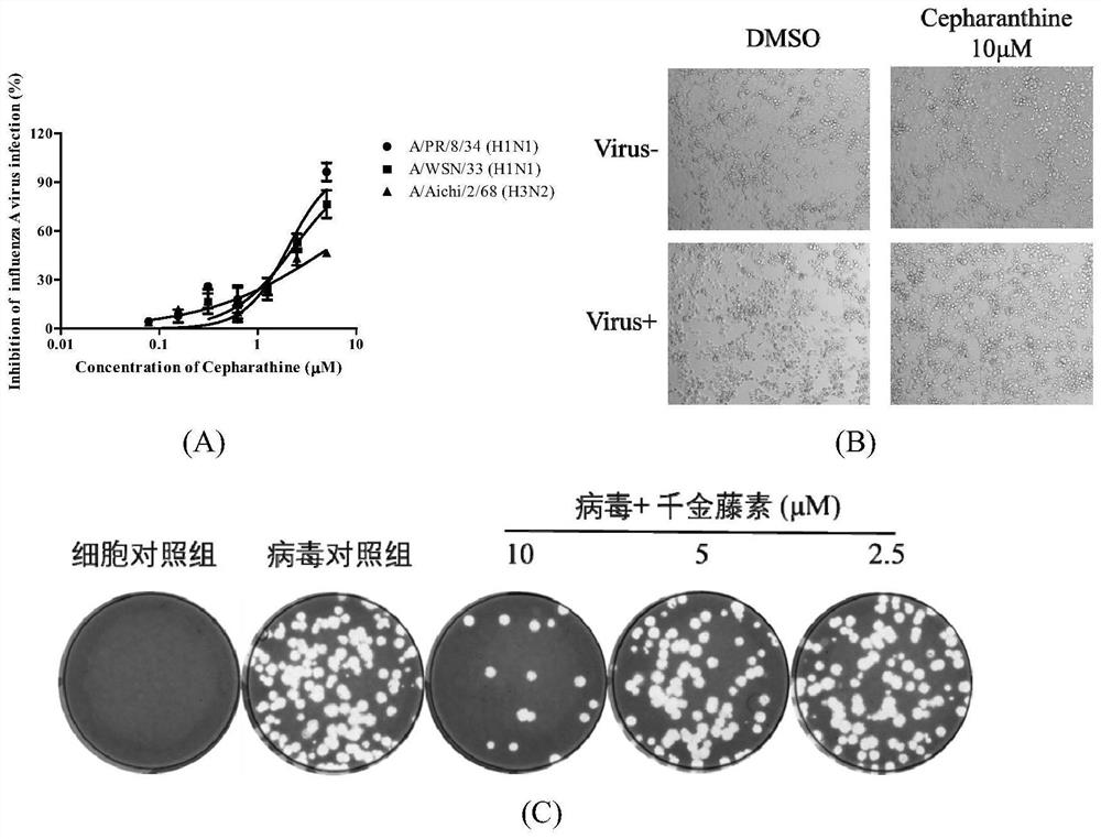 Application of cepharanthine in preparation of anti-influenza virus drugs