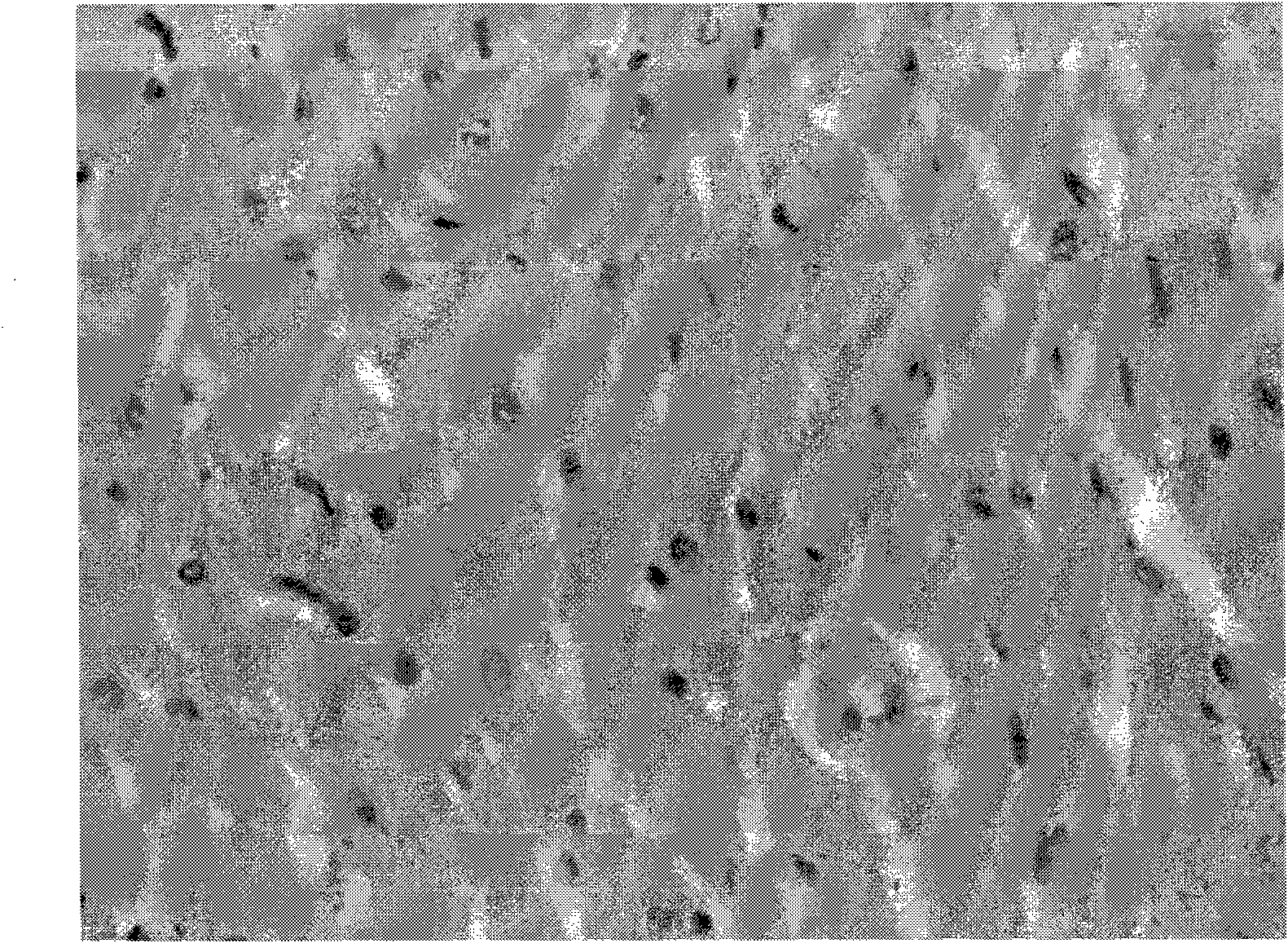 Anti-myocardial remodelling polypeptide, preparation method thereof, preparations and application thereof in preparation of anti-myocardial remodelling medicament