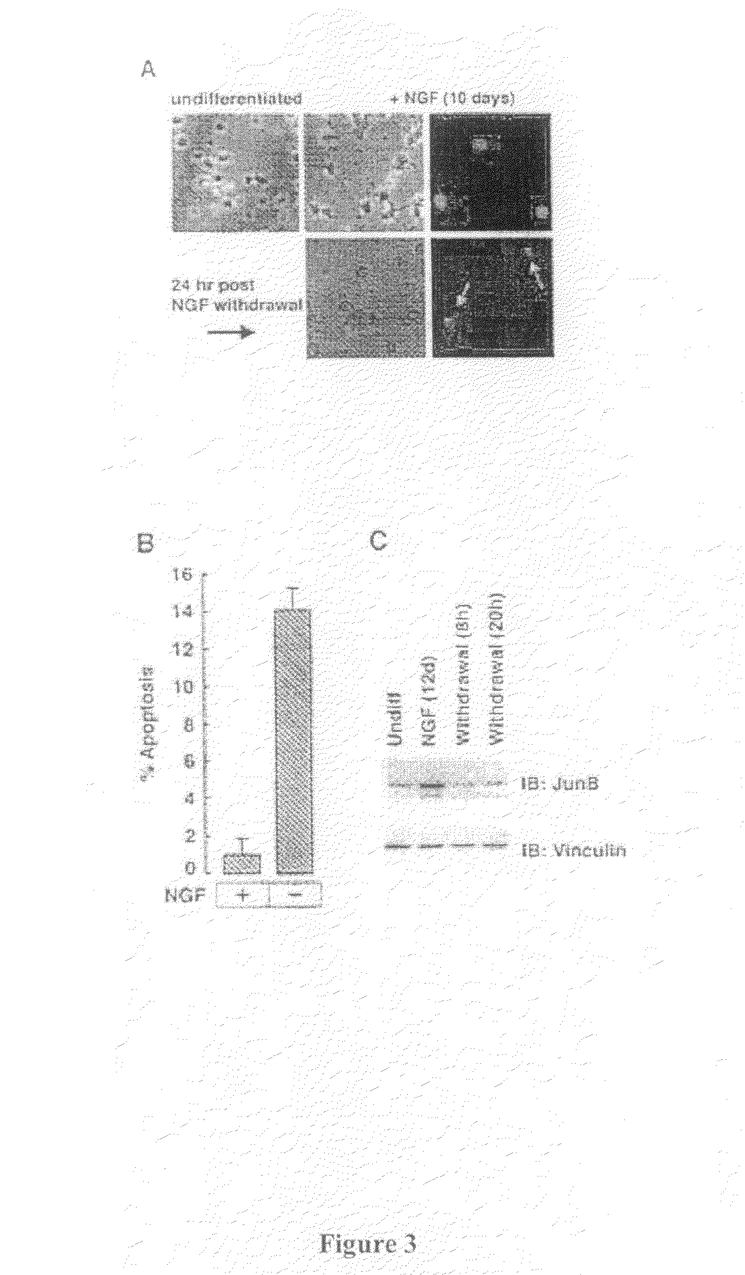 Inhibitors of Egln3 Activity for the Treatment of Neurodegenerative Disorders