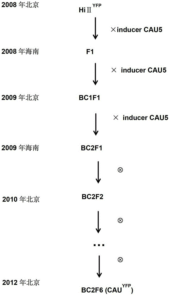 Method for Inducing Haploid in Maize