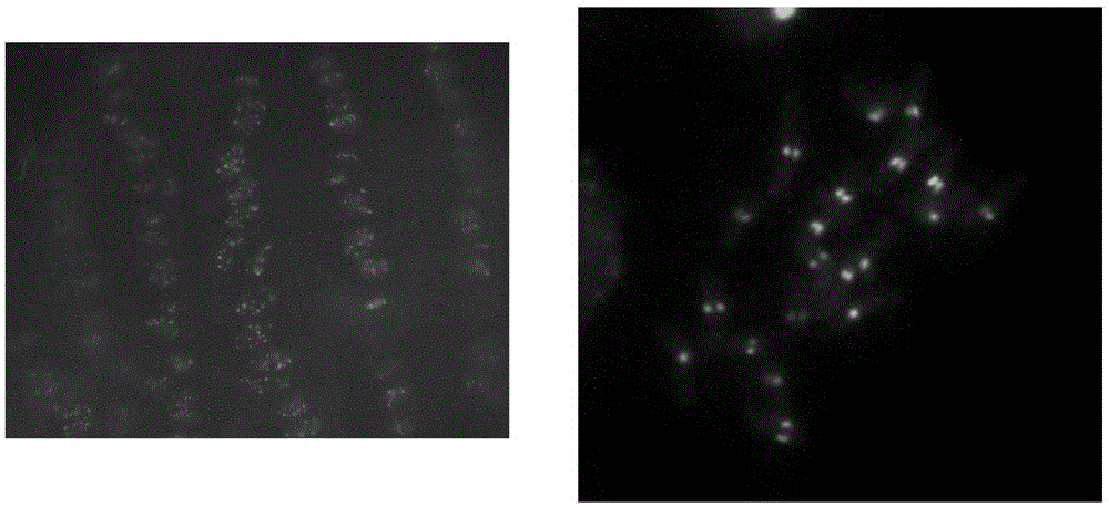 Method for Inducing Haploid in Maize