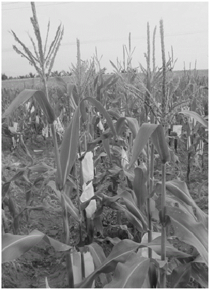 Method for Inducing Haploid in Maize