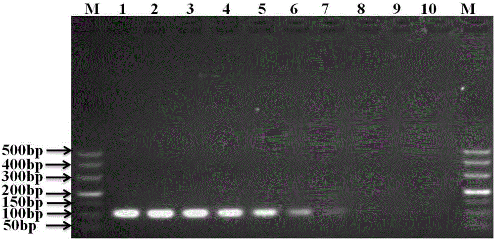 Kit for detecting pasteurella multocida in environmental aerosol sample, and application of kit