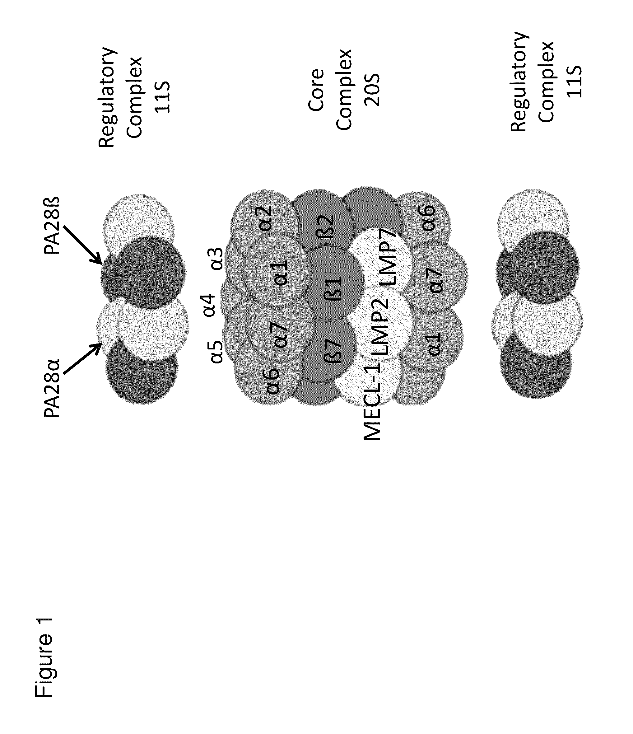 Methods and kits for diagnosing Sjögren's syndrome