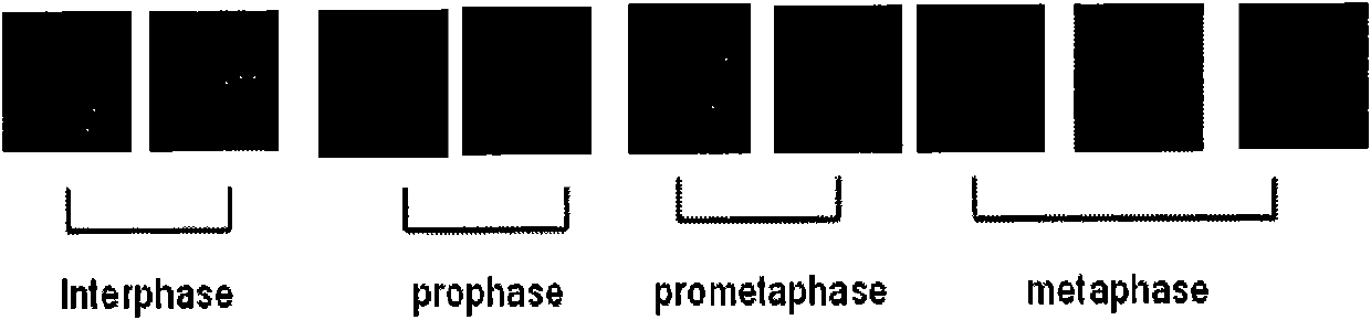 Copper cluster two-photon absorbing material with living cell developing function and synthetic method thereof