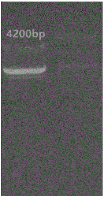 DNA sequence and application thereof