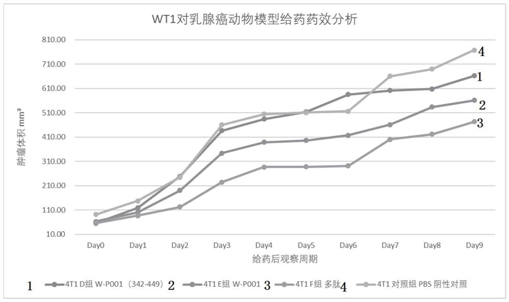 WT1 polypeptide tumor inhibitor