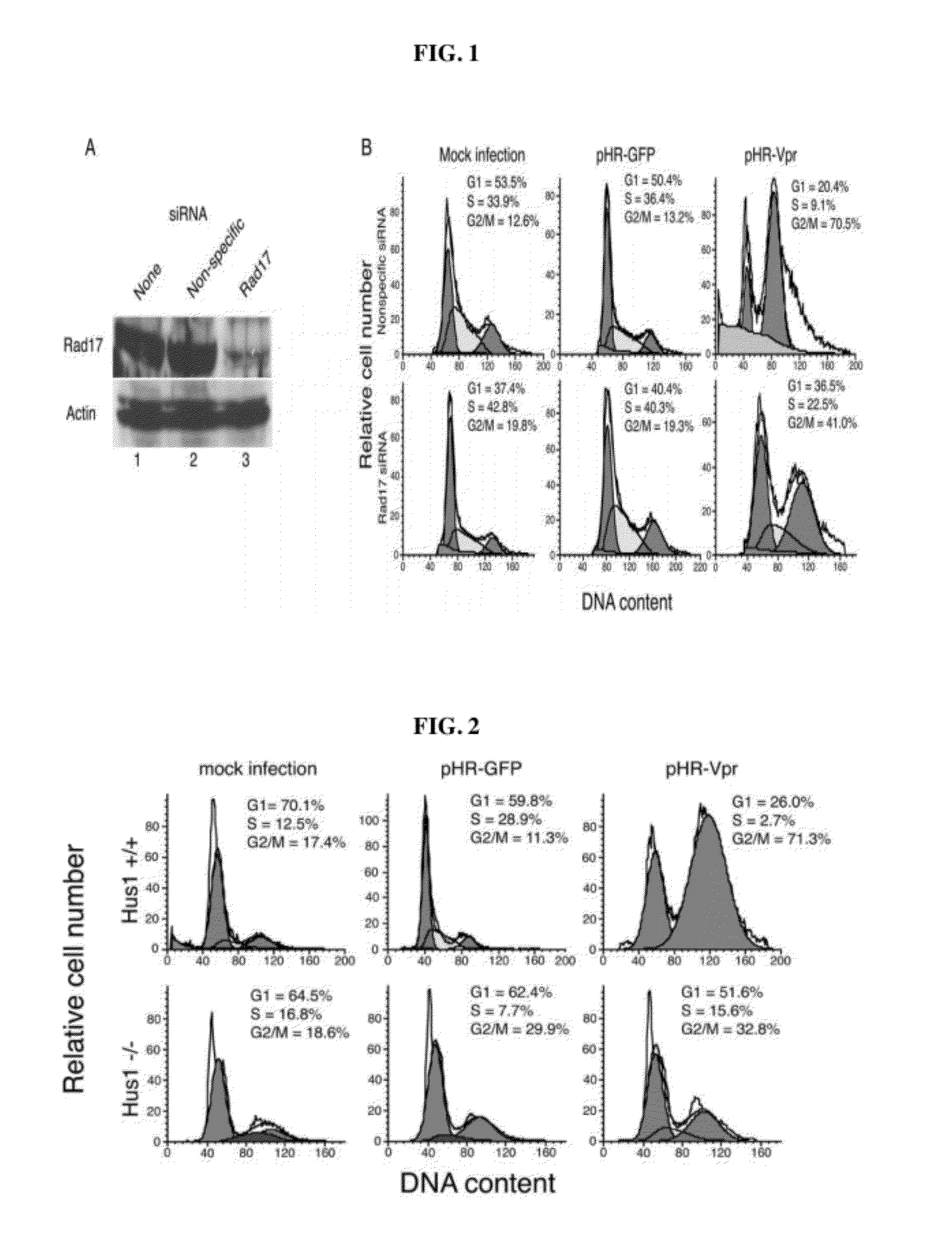 Cell Cycle Arrest and Apoptosis