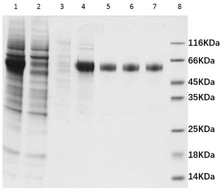 Method for preparing novel coronavirus nucleocapsid protein by using HEK293 cells