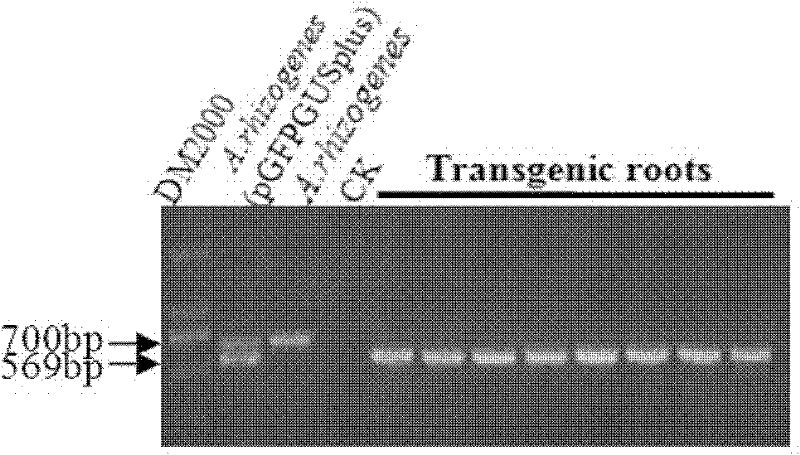 Method for establishing agrobacterium rhizogene mediated peanut root inducing system, and application thereof