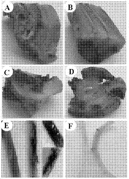 Method for establishing agrobacterium rhizogene mediated peanut root inducing system, and application thereof