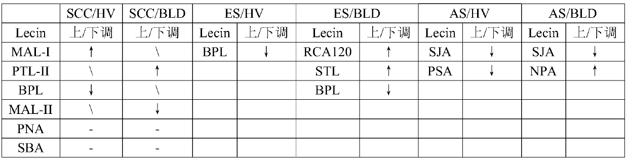 Application of specific lectin combination in preparation of test vector for identifying lung cancer type and stage