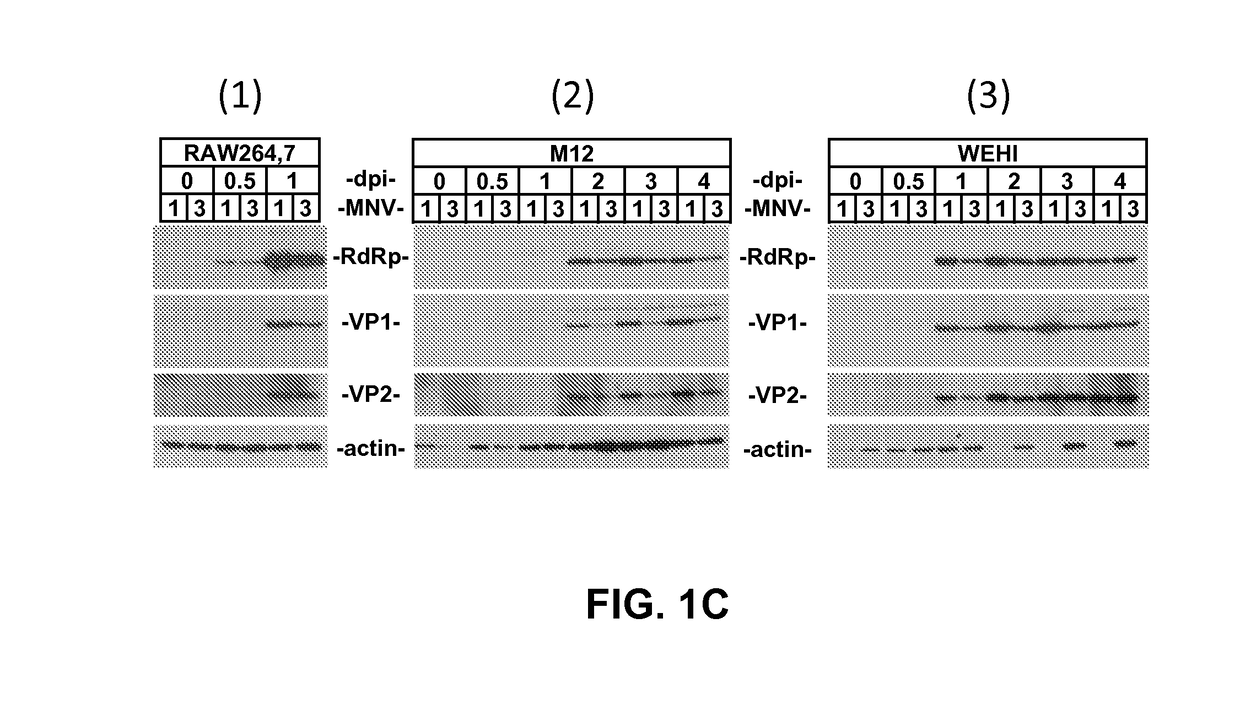 Methods and compositions for caliciviridae