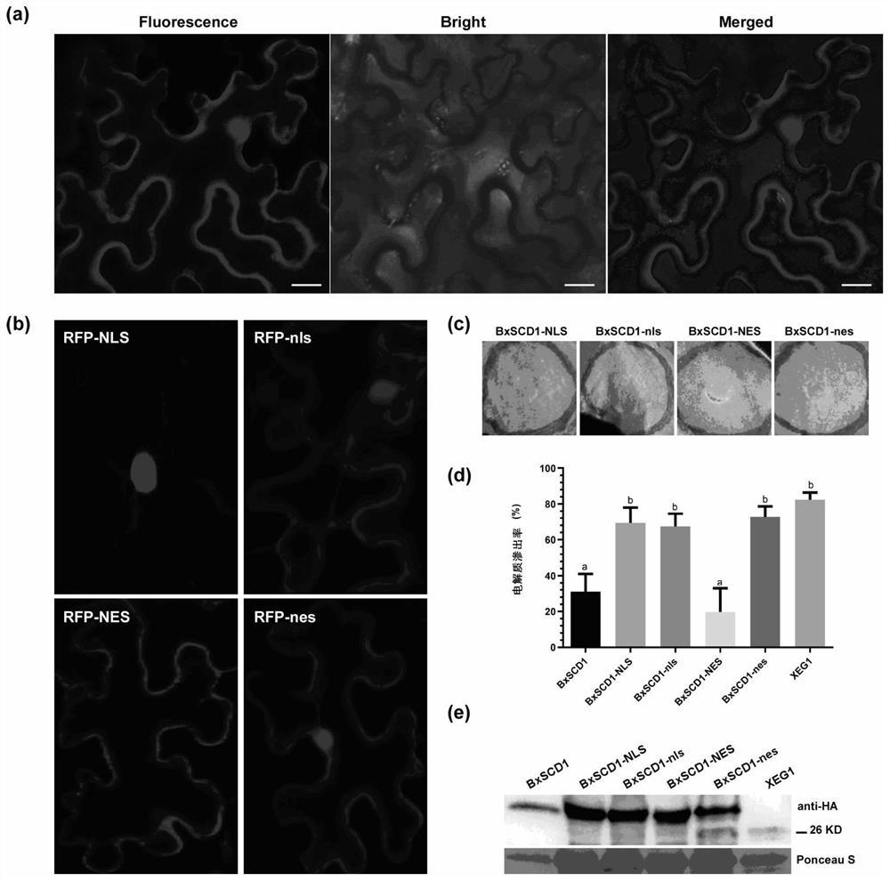 Bursaphelenchus xylophilus effector protein BxSCD1 and application thereof