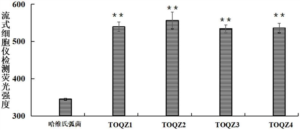 A nucleic acid aptamer and its application in detection of pathogenic Vibrio alginolyticus