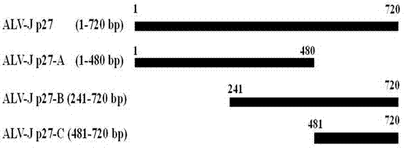 Establishment method and application of eukaryotic avian leukosis virus capsid protein expression vector with immunosuppressive effect