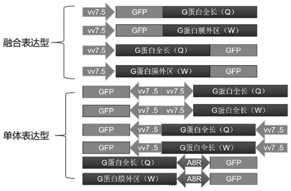 A kind of construction method of rabies virus G protein-capeppox virus recombinant vaccine