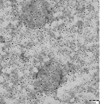 Preparation method of erbium-doped carbon quantum dot composite material taking loofah sponge as carbon source