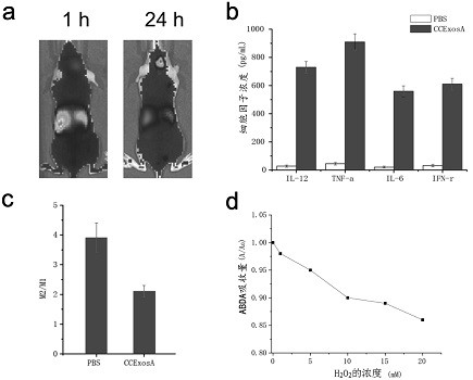 Tumor combined treatment preparation with cell exosome loaded excitation reagent and photosensitizer and application thereof