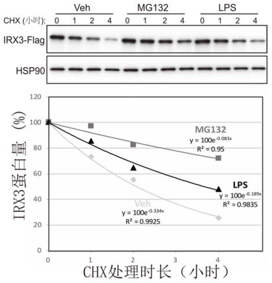 Application of IRX3 protein to prevention and treatment of obesity, metaflammation and related diseases