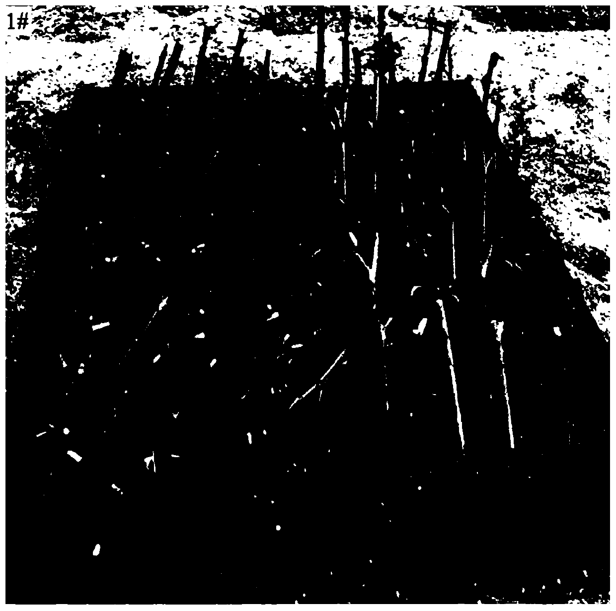 Nutrition soil for cuttage of European rosa chinensis