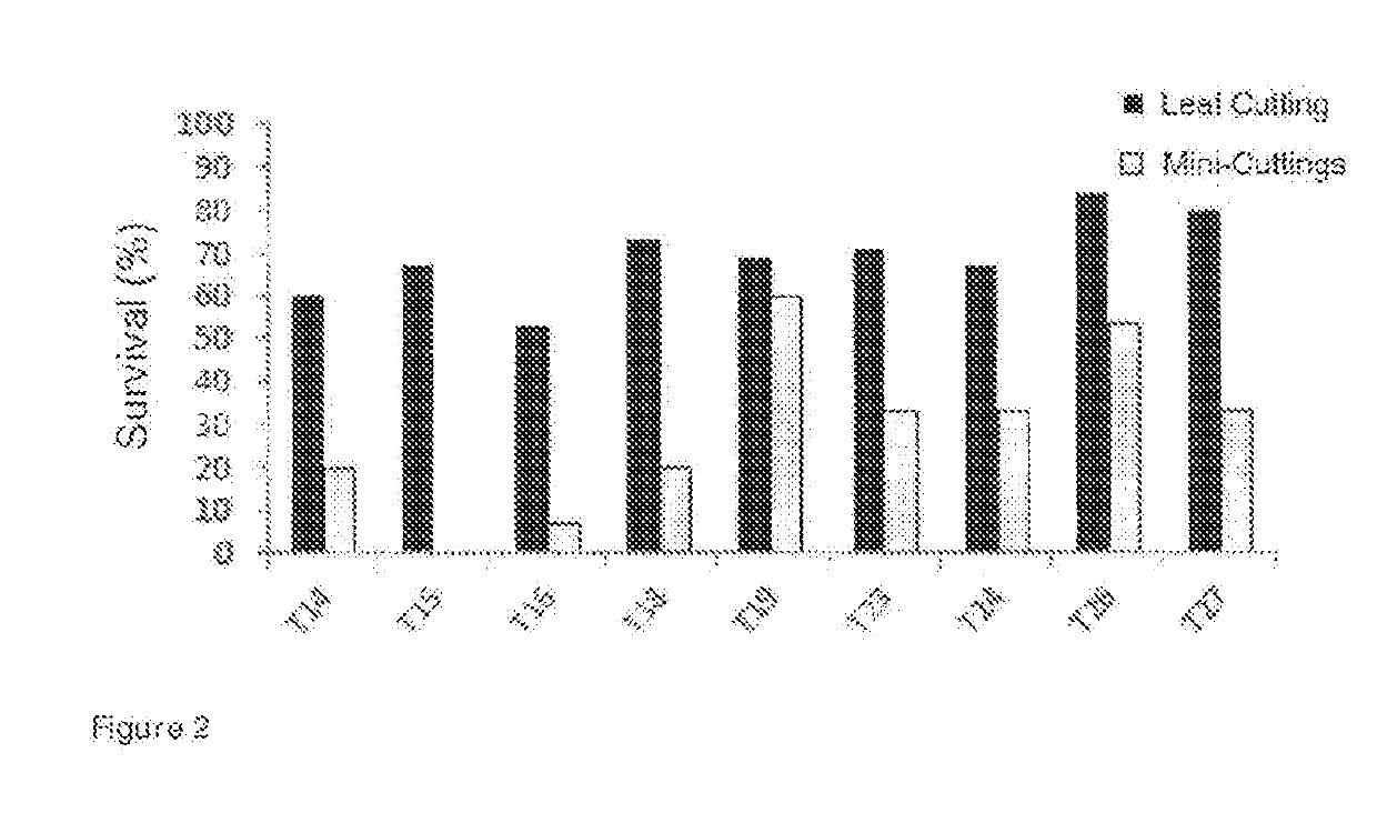 Method for propagation of woody plants from leaf cuttings