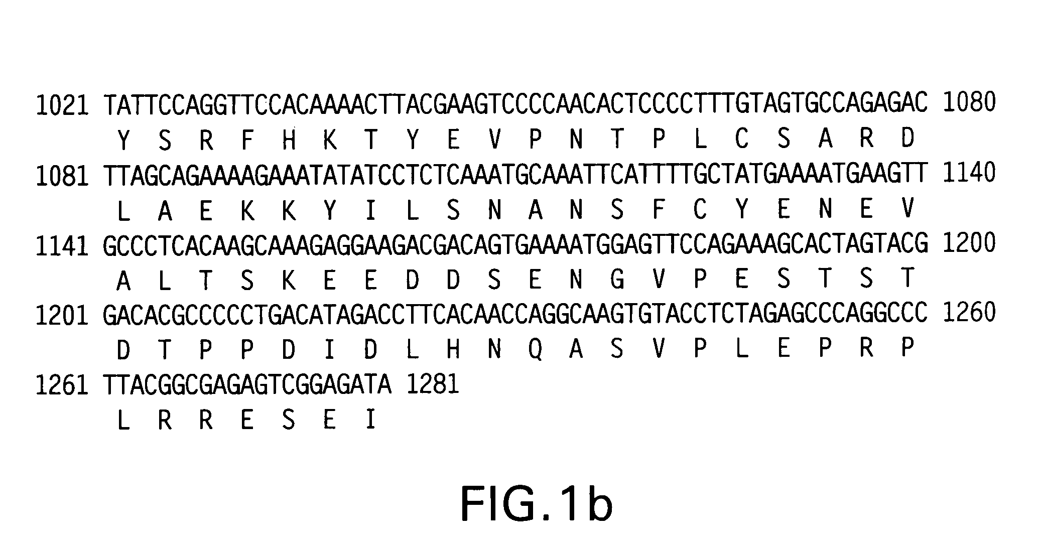 HEK293 cell line for activity studies and HTS system of α<sub>1G </sub>T-type Ca<sup>2+</sup> channel