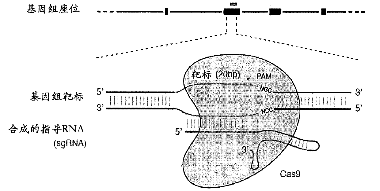 Delivery, engineering and optimization of systems, methods and compositions for sequence manipulation and therapeutic applications