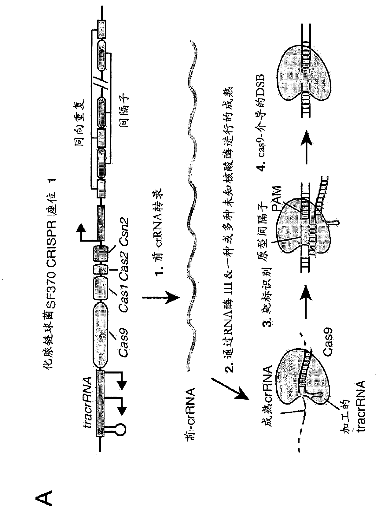 Delivery, engineering and optimization of systems, methods and compositions for sequence manipulation and therapeutic applications