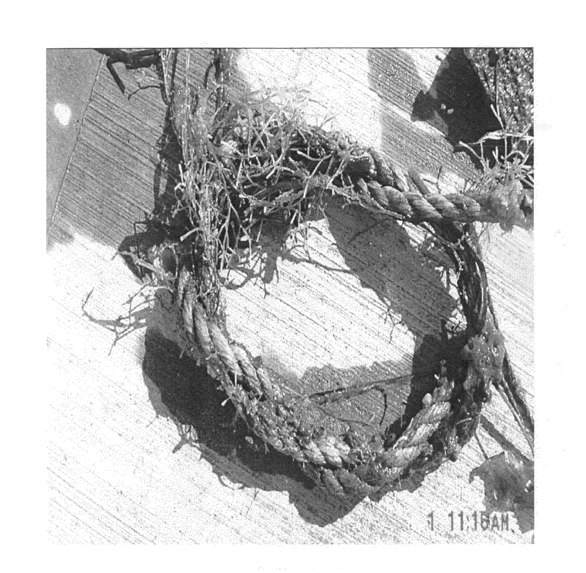 Polymer coatings containing phytochemical agents and methods for making and using same