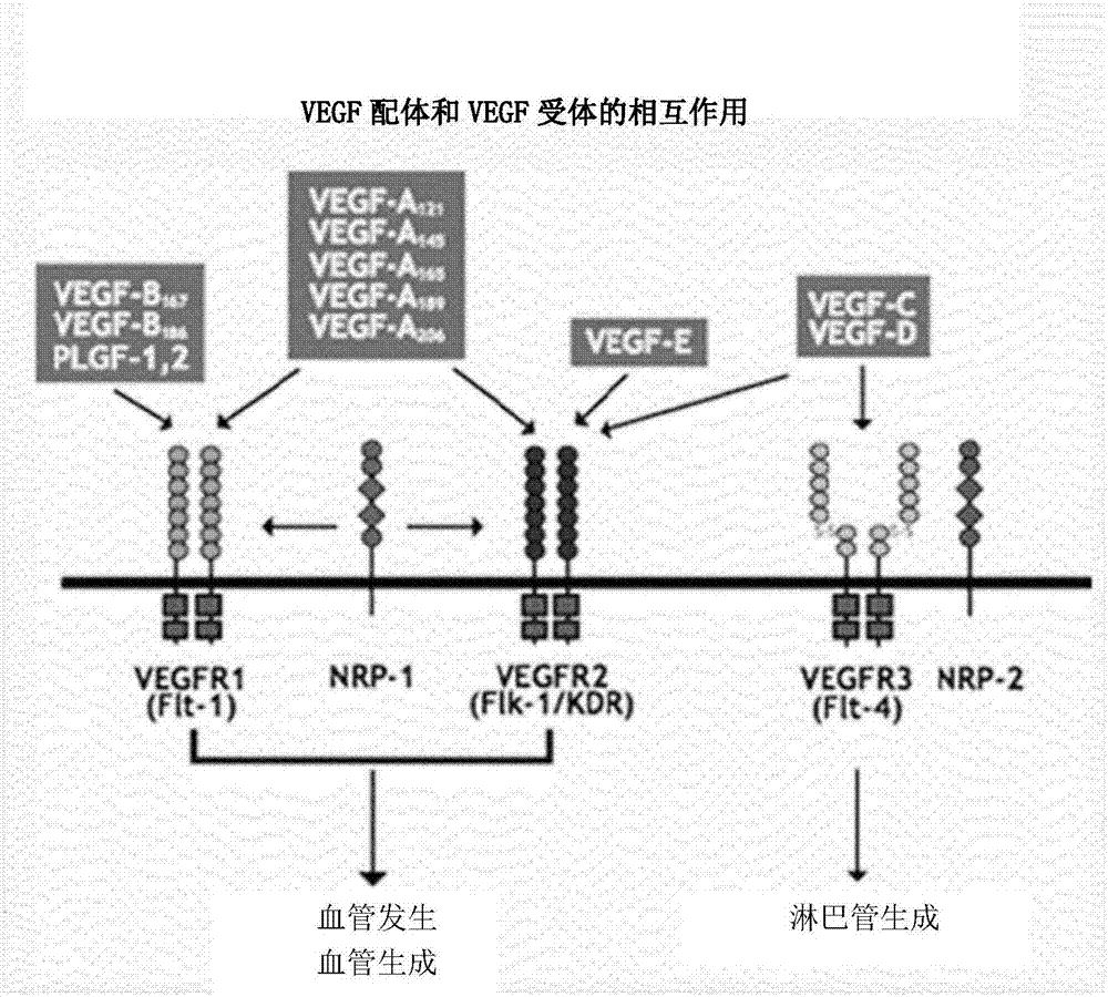 Vascular endothelial growth factor fusion protein