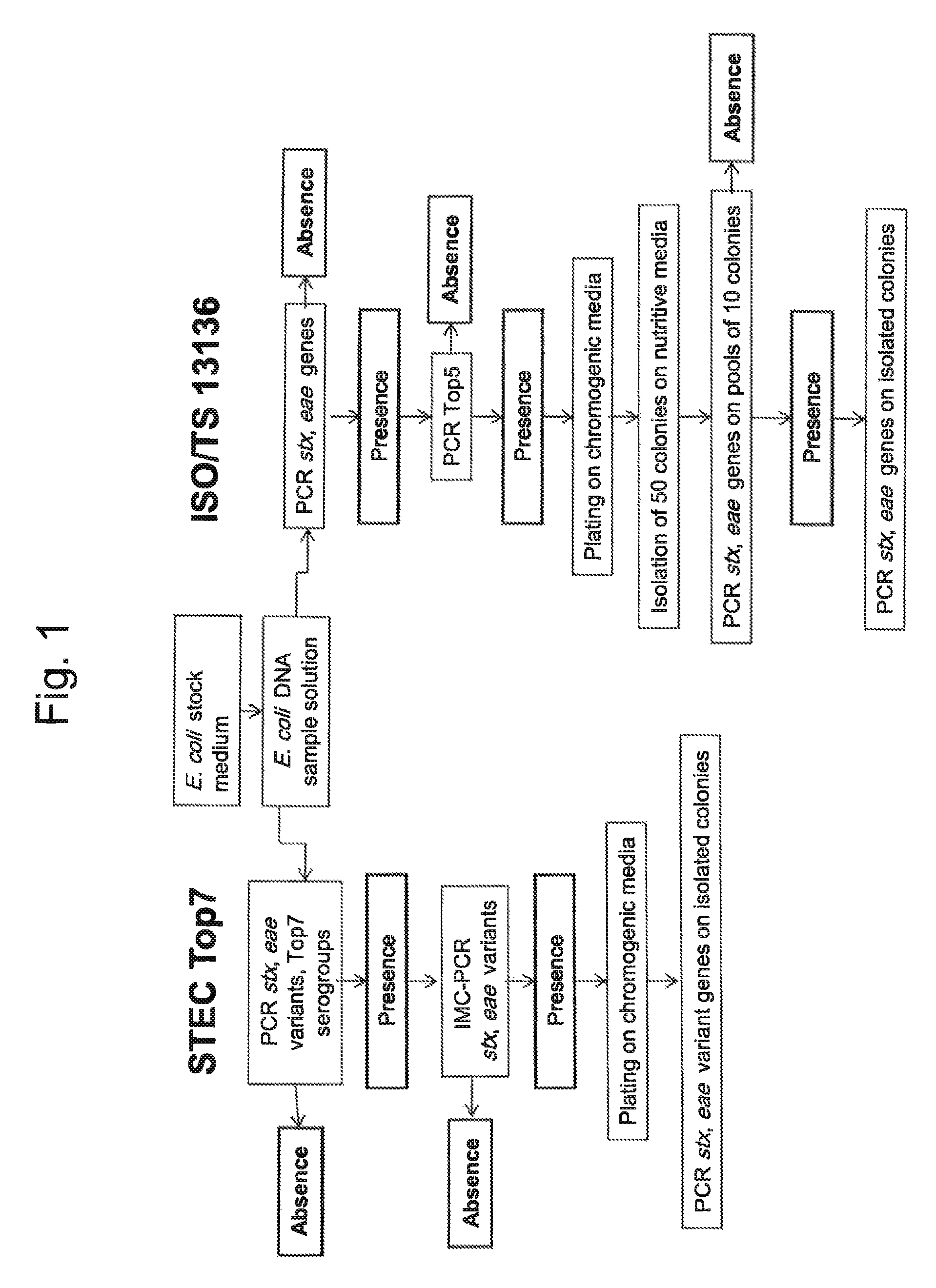 Method for determining the presence or absence of shiga toxin-producing <i>Escherichia coli </i>(STEC) in a food sample