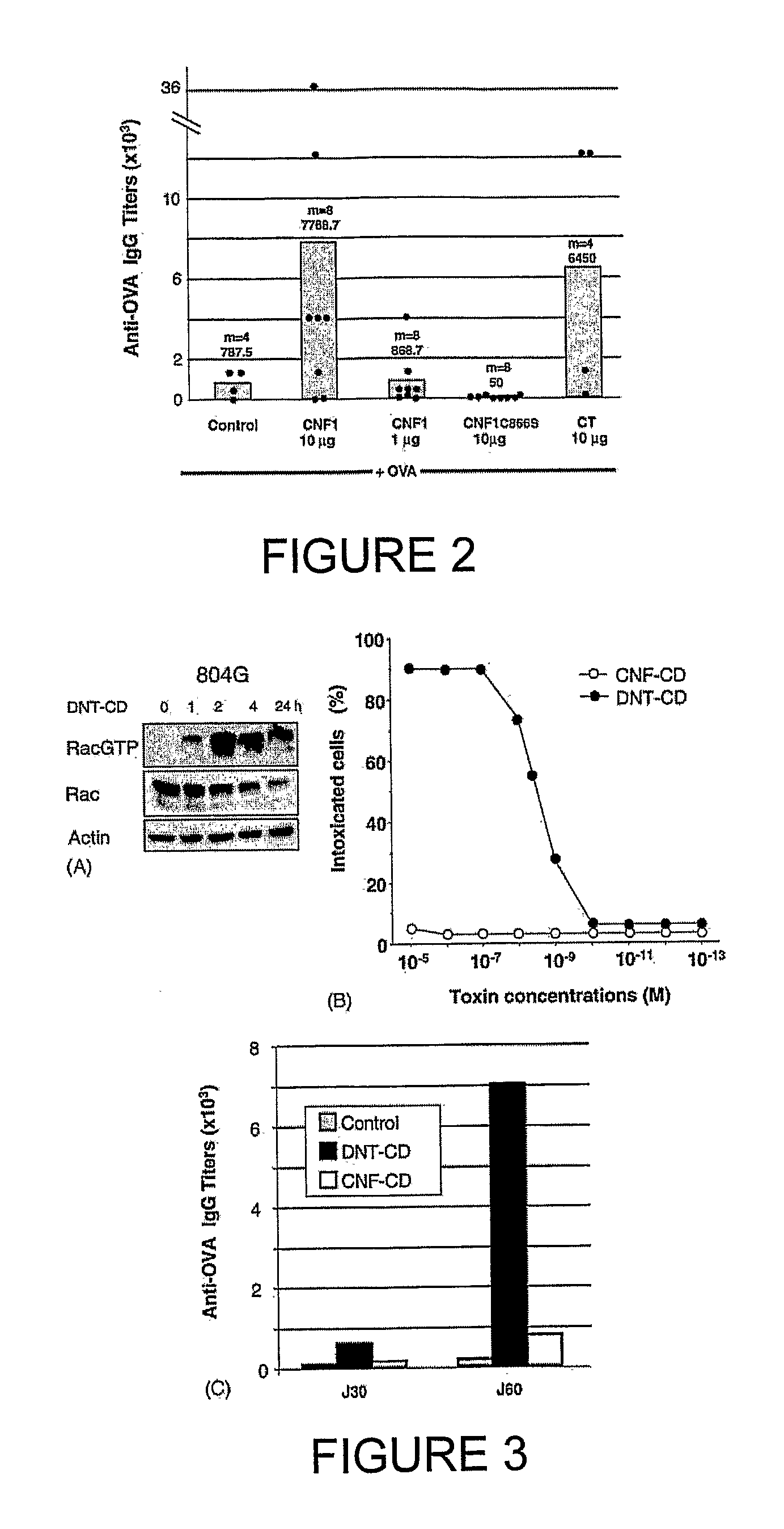 Vaccine composition comprising an immunoadjuvant compound consisting of a rho gtpase family activator