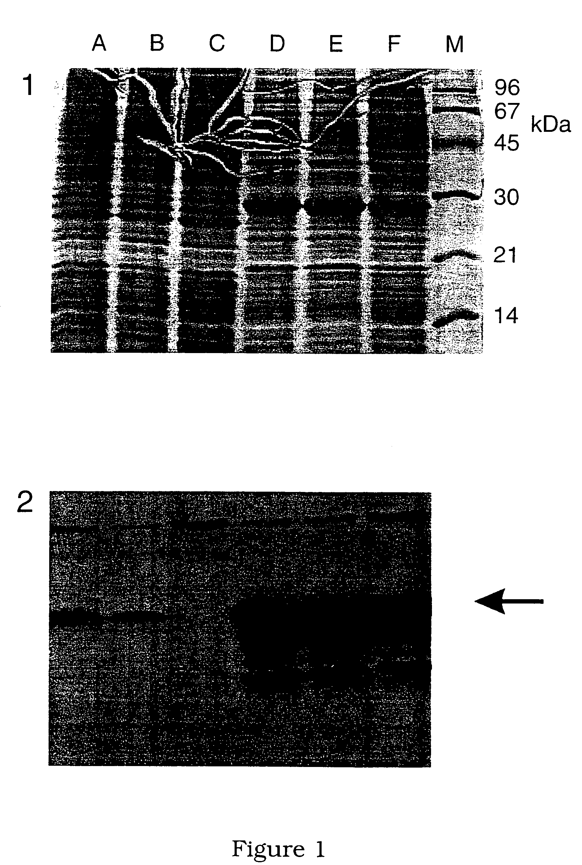 <i>Lawsonia </i>derived gene and related OmpH polypeptides, peptides and proteins and their uses