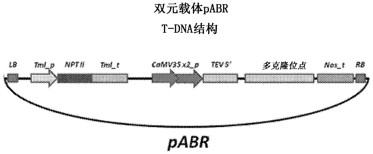 Ligands of the fsh hormone receptor in the diagnosis and treatment of tumors