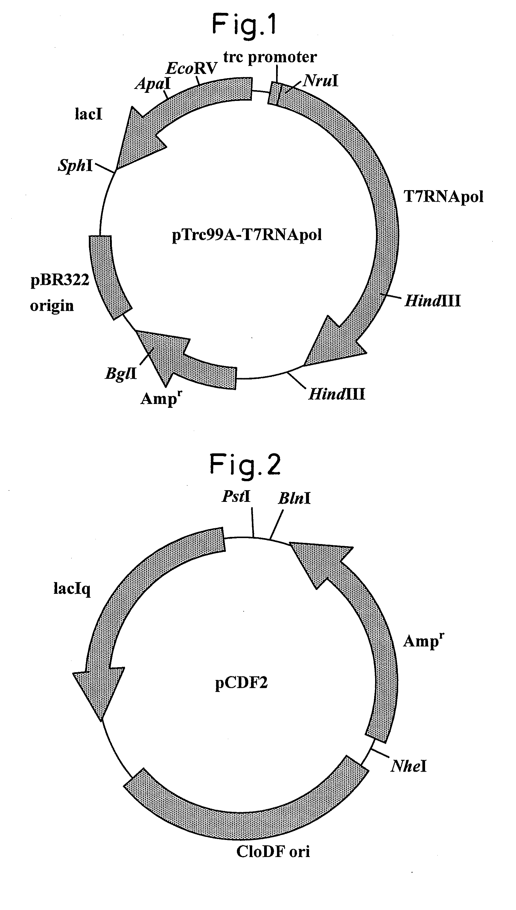 RNA polymerase mutant with improved functions